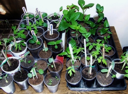 Seedlings4